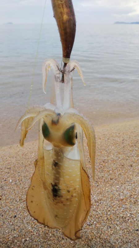 午後からエギング